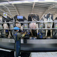 Beurre crémeux pur non salé sans ingrédients non laitiers facile à croustillant stockage congelé Chine Gansu origine ingrédient de cuisson