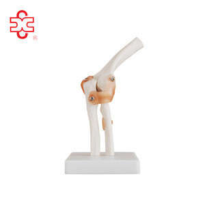 Modelo de articulación de <span class=keywords><strong>hombro</strong></span> musculoso de tamaño real para educación en ciencias médicas - Product Image 6