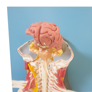 Intraspinal tủy sống và thần kinh cột sống Mô hình hệ thống thần kinh giải phẫu khoa học y tế giảng dạy AIDS - Product Image 3