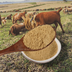 New Fresh <strong>Ginger</strong> Powder in Bulk Ready <strong>for</strong> Global Supply Economically Priced Dried <strong>Ginger</strong> with Advanced Drying Process - Product Image 6