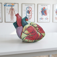 Modèle d'anatomie du cœur humain grandeur nature en 3 parties - Modèle anatomique scientifique médical en PVC