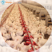 Machine d'Élevage de Poulets de Chair pour Fermes Avicoles, Ligne d'Alimentation et d'Abreuvement pour Équipements d'Élevage Avicole