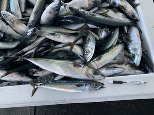 Emballage en vrac certifié HACCP de maquereau entier congelé de qualité supérieure pour la vente en gros de services alimentaires - Product Image 5