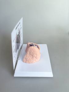 कैनाइन दिल और फेफड़े का मॉडल पशु शरीर शरीर शरीर शरीर शरीर रचना मॉडल पशु चिकित्सा के लिए हृदय और फेफड़ों के हृदय रोग का - Product Image 3