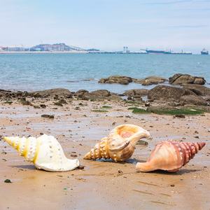 Décoration extérieure de la terre de l'océan statue de corail colorée grandeur nature figurine de la mer en résine pour le fournisseur d'événements maritimes - Product Image 2