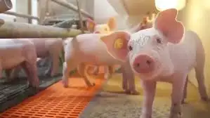 Trung Quốc Creasource Phụ Gia Thức Ăn Cho Lợn Axit Guanidinoacetic Hiệp Đồng Để Cải Thiện Tỷ Lệ Giết Mổ Hình Dạng Cơ Thể