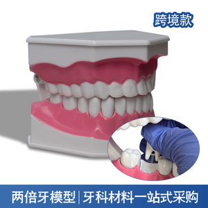 Modelo de Salud Dental Infantil (Escala 2x) de Plástico, Guía de Cepillado Bucal, Instrumento de Enseñanza, Arco Dental, Cepillado Efectivo - Product Image 3