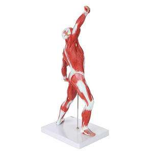 Modelo Médico de Anatomía Muscular Superficial Humana, Torso y Cuerpo Completo de PVC de 50 cm, MAXCARE MAC-YJ94, para Entrenamiento en Escuelas y Hospitales - Product Image 4