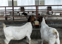 High Nutrition for Animal Breed Mineral Lick Block/Mineral Salt Lick Block Brick Nutritious Cow Licking Brick Sheep Salt Brick