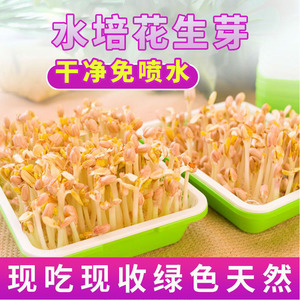 Caja de cultivo hidropónico para brotes de cacahuete, bandeja para plántulas de cacahuete, maceta para germinación de brotes de frijol, bandeja de cultivo hidropónico. - Product Image 4