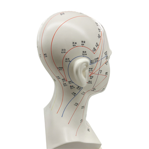 Modelo de Enseñanza de 47 cm de Puntos de Acupuntura de la Cabeza, Medicina Tradicional China, Acupuntura y Masaje Facial con Puntos de Acupuntura - Product Image 6
