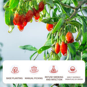 Supplément de tisane chinoise Wolfberry aux normes européennes Baie de Goji rouge biologique au goût sucré fraîchement traité <span class=keywords><strong>Sac</strong></span> en vrac emballé - Product Image 5