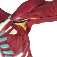 Modèle d'enseignement du corps humain anatomique 180 cm, modèle d'anatomie de dissection musculaire avec organes internes