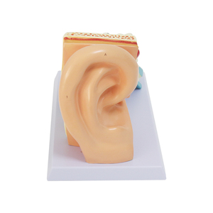 Modèle anatomique d'oreille 3D : Structure externe, intermédiaire et interne de l'oreille, modèle d'organe du système auditif pour l'entraînement - Product Image 6