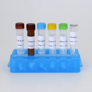 H1 Subtype RT-<span class=keywords><strong>PCR</strong></span> Kit CE IVD sertifikalı 50 <span class=keywords><strong>test</strong></span> hızlı ve doğru sonuçlar - Product Image 2