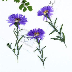 Fleurs d'<span class=keywords><strong>aster</strong></span> violettes séchées et pressées à faire soi-même avec tiges pour la fabrication de bougies, l'intégration dans le savon, la résine époxy et la décoration artisanale - Product Image 5