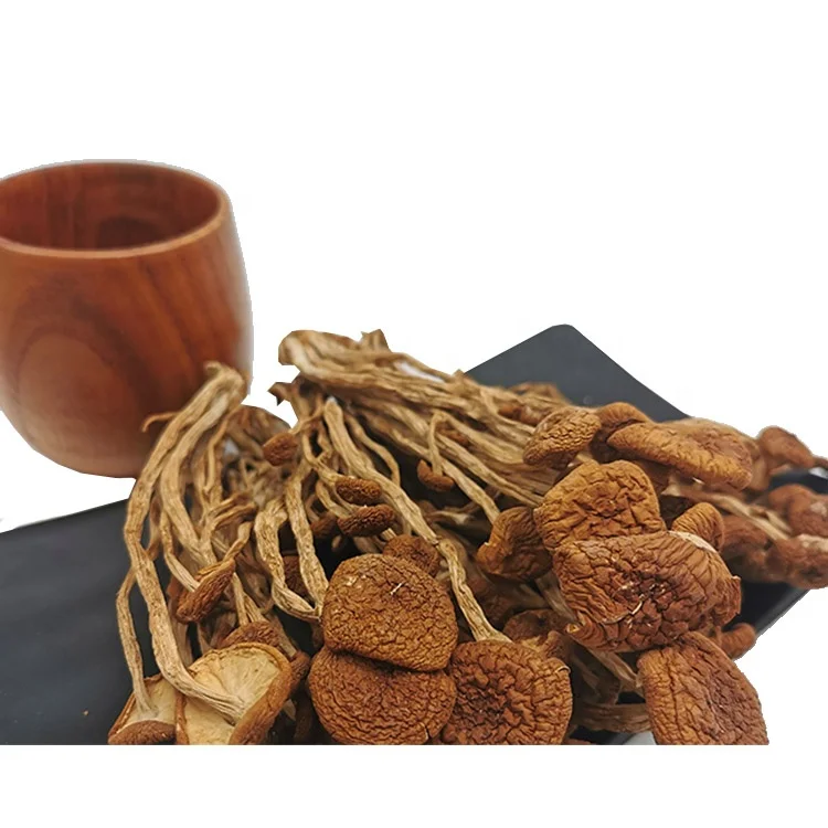 Hot sale dried edible Tea tree mushrooms