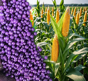 Fertilizante Orgánico Granular en Bolas Brillantes de Aminoácidos, <span class=keywords><strong>NPK</strong></span> 12-0-1, en Cantidad a Granel, OEM/ODM, Superventas - Product Image 1