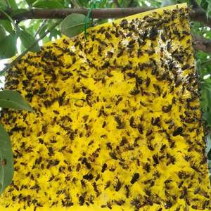 Trampa Adhesiva Amarilla Personalizable de 20*25cm para Control de Plagas en Invernaderos Interiores/Exteriores, Atrapa Garrapatas, Moscas y Polillas - Product Image 3