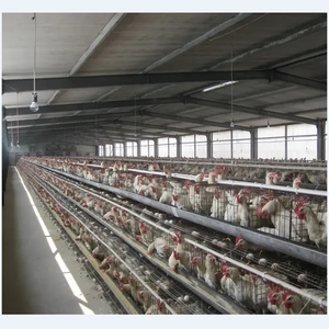 Metalen Boerderij Kip Duurzame Pluimveebedrijf Kip Eierlaag Vleeskuikens Kippenhok - Product Image 3