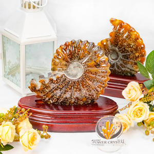 Hoge Kwaliteit Slak Ammoniet Fossielen Steen Voor Geschenken Natuurlijke Kristal Ambachten Ammoniet Fossiel Te Koop - Product Image 5