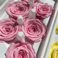6PCS konservierte Blumen Rosen 5-6CM Rot Weiß Schwarz Großhandel konservierte Rosen für DIY Weihnachten Valentine Blumen arrangement