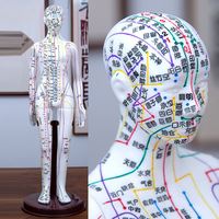 Maniquí de Acupuntura - Modelo Humano de Acupuntura de 12 Canales con Meridianos Extraíbles para Práctica