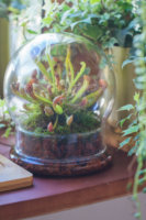 Vidrio de cabeza redonda Cloche Acrílico Cloche Cúpula Terrario Vidrio para reptiles