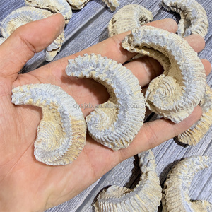 Fósil de Ostra Rastellum con Nervaduras Distintivas, Espécimen Bivalve del Cretácico Tardío para Investigación Geológica y Exhibición Paleontológica de Escritorio - Product Image 3