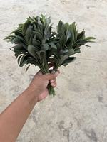 Arbre d'olivier artificiel en soie forgé, haut de gamme, personnalisé, de 1,8 m, pour décoration au sol, qualité supérieure, Pâques