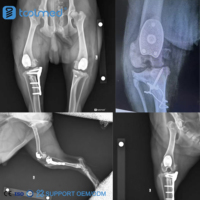 Kit médical de remplacement de prothèse orthopédique vétérinaire pour genou 2026 – Remplacement de la gorge rotulienne (PGR) – Prothèse PGR