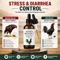 Poudre Probiotique pour Volailles à Base de Bacillus Subtilis et Bacillus Coagulans, Soluble dans l'Eau, Qualité Alimentaire, Approvisionnement en Vrac, Support OEM