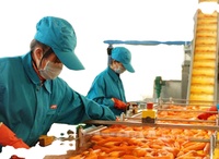 Vruchtensap Concentratie Machine Appelsap Tomatensap Productielijn