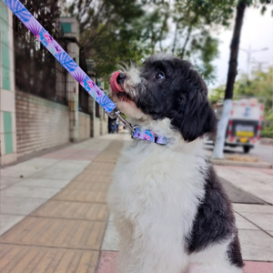 Kingtale Special Design Patterns <strong>Dog</strong> Collar for Large <strong>Dogs</strong> Girl Boy Female Male Puppy Extra Small Medium <strong>Dogs</strong> - Product Image 6