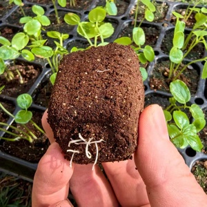 Coconut Fiber Peat Blocks <b>for</b> <b>Vegetable</b> <b>Plant</b> Hydroponics Growing Soil - Product Image 2