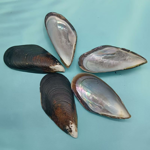 Almejas al por Mayor, Almejas Azules, Conchas Marinas, Almejas de Media Concha, Almejas de Primera Calidad para la Venta - Product Image 1