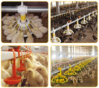 Nouvelle ligne d'alimentation automatique de poulet équipement ligne d'alimentation pour poulet de ferme avicole