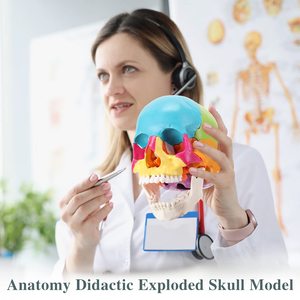 اللون 22 أجزاء حجم الحياة انفجرت نموذج الجمجمة التشريحية لطلاب الطب التشريح البشري التدريس والدراسة الطبيعية الكبيرة - Product Image 2