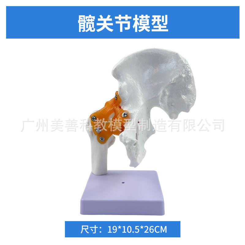 Hip joint