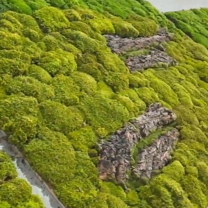 Pannello di Muschio e Piante Artificiali 3D da Parete Stile Giungla Personalizzato all'Ingrosso, Giardino Verticale per Paesaggistica e Spazi Verdi con Lichene - Product Image 6