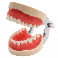 Modelo Dental de Práctica Removible de Venta Caliente para Entrenamiento Odontológico, con 28/32 Dientes y Encía Blanda Reemplazable