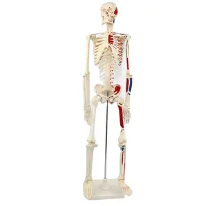 Modèle de <span class=keywords><strong>squelette</strong></span> humain amovible en plastique PVC de 85 cm avec nerfs, modèle d'enseignement scientifique médical - Product Image 6