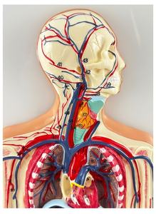 Modèle du système circulatoire humain pour l'enseignement des sciences médicales, organes internes, cœur, organes vasculaires - Product Image 4