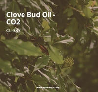 Minyak Aromaterapi Cair Bunga Cengkeh - Ekstrak CO2 Segar Penolak Serangga (CL-387) Van Aroma