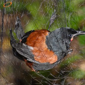 15X15Mm Nylon Mist <span class=keywords><strong>Bird</strong></span> <span class=keywords><strong>Net</strong></span> 110D 150D Monofilament <span class=keywords><strong>Bird</strong></span> Mist <span class=keywords><strong>Capture</strong></span> <span class=keywords><strong>Net</strong></span> - Product Image 5