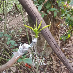 Film de greffage auto-adhésif extensible de 4 cm de large <span class=keywords><strong>pour</strong></span> arbres fruitiers, propagation de plantes, fournitures de pépinière - Product Image 6
