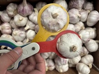 Groothandel Bulk Normale Witte Knoflook Verse Knoflook Groothandelsprijs Professionele Leverancier Ajo Verse Knoflook China Groenten Ail Alho