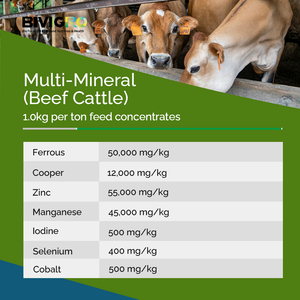 Mélange de Suppléments Minéraux Organiques Chélatés pour Bovins, Bovins à Viande, Vaches laitières, Ovins et Caprins – Fournisseur Fabricant - Product Image 5