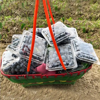 Vente en gros Boîte transparente personnalisée pour les fruits, les myrtilles, les fruits, les fraises, les cerises Emballage en plastique Contenants alimentaires Panier en coquille de palourde avec couvercles