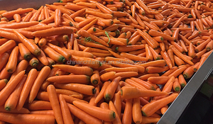 निर्यात के लिए स्थिर गुणवत्ता के साथ कार्टन में ताजा गाजर - Product Image 4